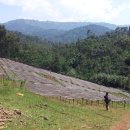 예가체프 이미지