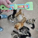 쿤이네집 | 안양 고양이카페 쿤이네집 방문 후기 메인쿤 간식 체험