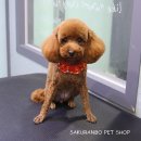 사쿠란보애견샵 부산대점 이미지