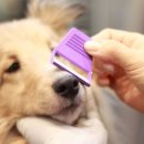 스테이 동물병원 이미지