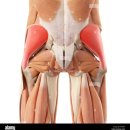 세심헬스 | 수술 현장...아니고 중둔근 기능 강화 스터디 현장! [광안리 재활교정 PT]