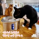 고양이 정수기 잼피 펫 3L 자동 급수기 솔직 사용 후기