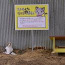 온천장고양이 이미지