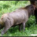 지수목장 이미지