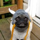 애견세계 이미지