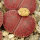 Rhubarb 이미지
