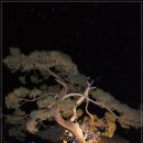 청평교회 건너편 | 아침고요수목원의 오색별빛정원제의 아름다움에 취하다(14. 1. 18)