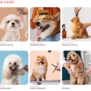 [일원2] 반려견 셀프 미용 | 반려견셀프미용, 혹시 &#39;땜빵&#39;만 만들고 계신가요?