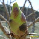 토종닭농장 이미지