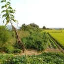 연향중앙상가길 이미지