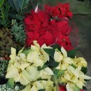 늘봄꽃화원 이미지