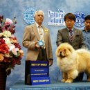 뉴 코리아 이미지