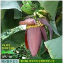 1월 20일. 한국의 탄생화와 부부 사랑 / 바나나, 야자나무 등 열대식물 이미지