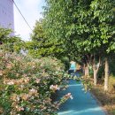 공단로가로수 이미지