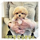 계룡애견 | 계룡고양이분양 방문 기준과 후기 정리