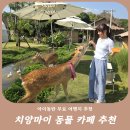 바니와 거북이 | 치앙마이 아이와 가볼만한 곳Blink me Bunny Cafe 동물 카페