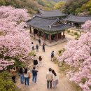개심사 - 1381 | 개심사 겹벚꽃 평일 후기, 주차·사람 많음·개화 타이밍까지 총정리