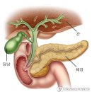 biliary system 담(쓸개)즙 시스템 이미지