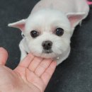 댕댕이 애견미용샵 이미지