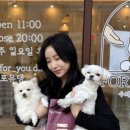 포유댕 이미지