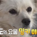 죽도농장 이미지