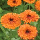 원예복지사 이미지