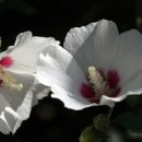 무궁화아파트경로당 이미지