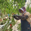 김제농장 | ​[김제 가볼만한곳] 신선함이 다른 토마토 농장, 맛토팜 방문기