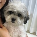 동반컨설팅 | 서울 헤어컨설팅 후기 용산 퍼스널컬러 진단까지 메르시모몽 숙대점