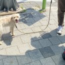 바이크애견 네이버블로그