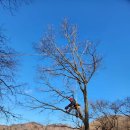 아보리스트 2급 자격증 과정 이미지