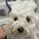 강아지미용실_편안 | [일산애견미용, 맘바이 강아지미용실 방문 후기] 피부가 예민한 우리 아이도 편하게 다녀왔어요!^^