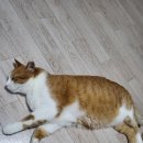 우리 냥준이 많이 숏다리임? 이미지