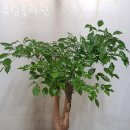 유림꽃화원 이미지