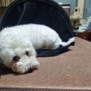 콜렌육십도 이미지