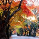 비로소 가을 이미지