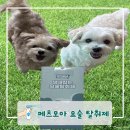 강아지 탈취제 추천 페츠모아 냄새잡는 요술탈취제 사용 후기