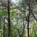 우면산3-18 이미지