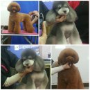 오도꾸 애견샵 이미지