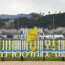 마스다방 | 250405-06 삼척 여행 | 유채꽃 축제 | 해양레일바이크 | 삼척 중앙시장