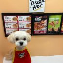 남현댕 애견미용 이미지