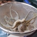 쭈꾸미총각 이미지