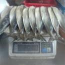 자반고등어 이미지