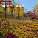 피나클랜드 | 아산 피나클랜드 수목원 국화 축제 방문 후기