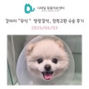 나비셀 동물의료센터 | 철산 동물병원) 강아지 "우식" 방광결석, 잠복고환 수술 후기 (칼슘 옥살레이트 결석, Calcium Oxalate)