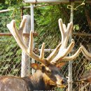 성환엘크사슴농장 이미지