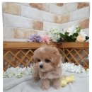 야옹아멍멍해봐(주월점) 이미지