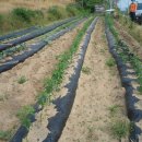 심성 농장 이미지