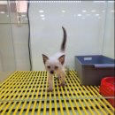 하이도그 켓 이미지