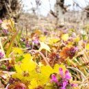 해파랑길 7코스 이미지